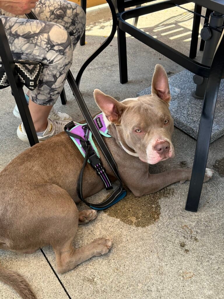 Dog resting on the patio beneath a chair